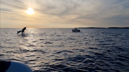 Passeio de barco ao pôr do sol com golfinhos saindo de Fazana